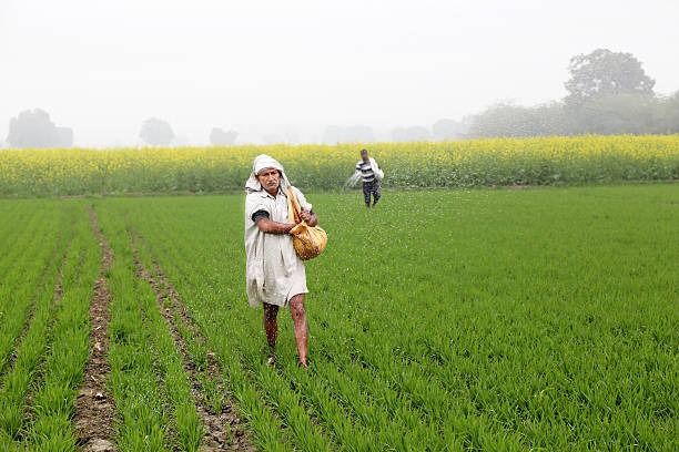 Expert Ant Control Auckland Services to Protect Your Kitchen