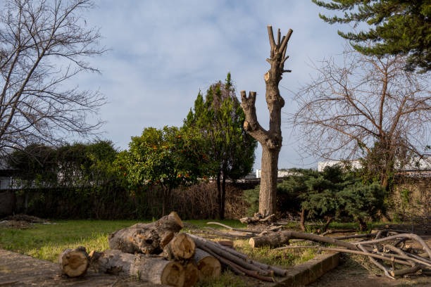 Lufkin Environmental Affordable and Professional Tree Service Springfield